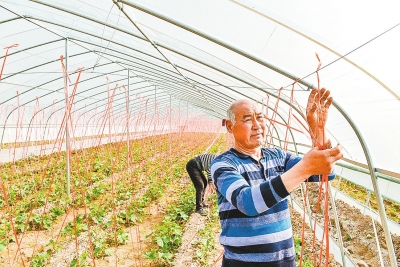 汝州市寄料镇 大棚蔬菜鼓起泰山庙村“钱袋子”