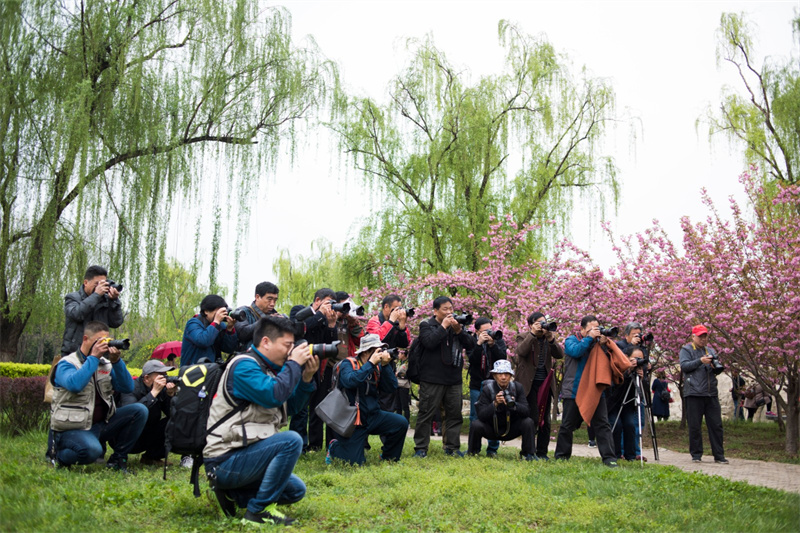 2023“新时代·新农村”黄河文化摄影展暨第十届小浪底樱花节将于4月1日开幕