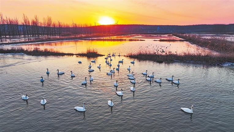 Flocks of swans seen in Lingbao