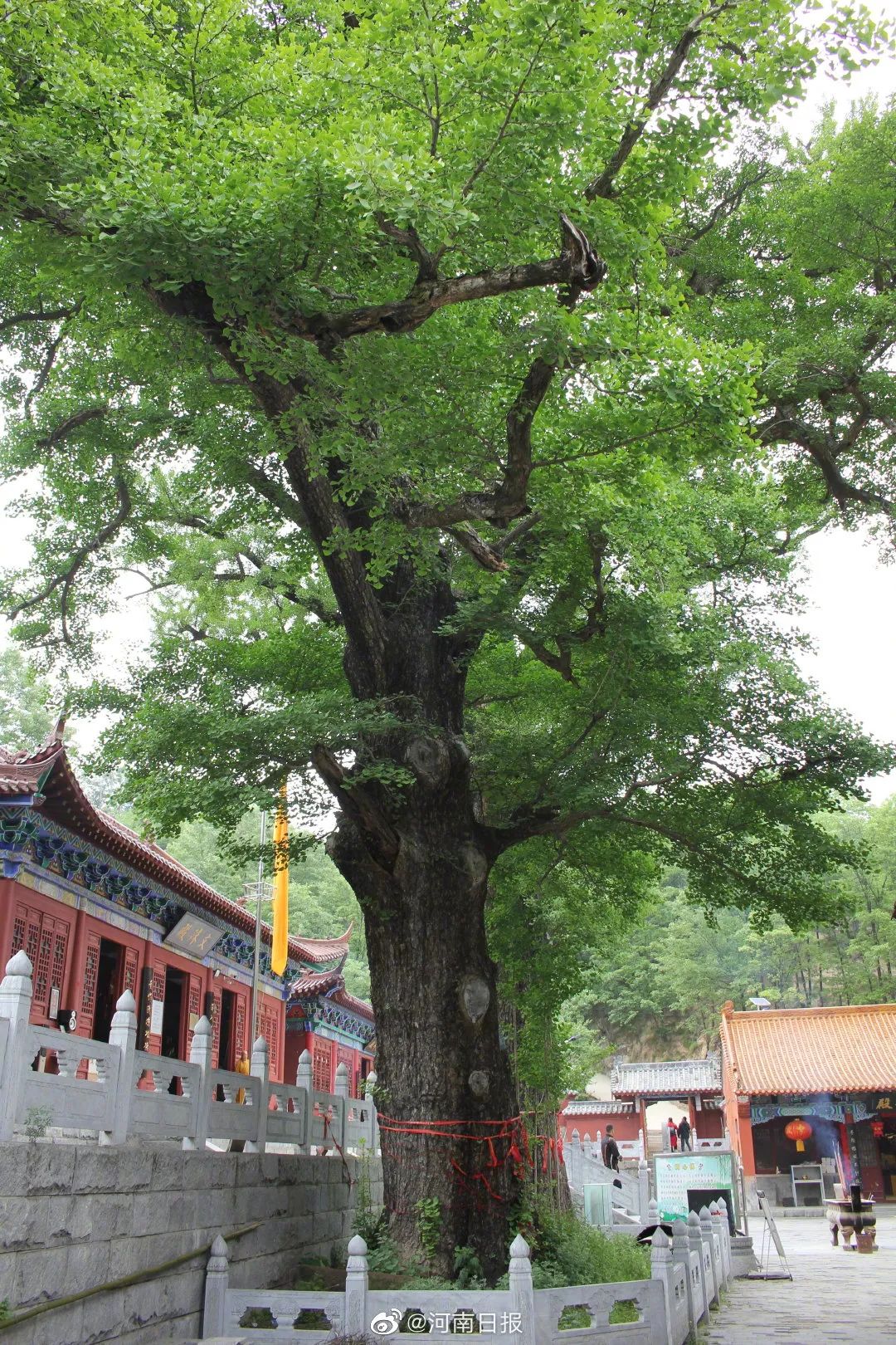 河南是全国  生物多样性最丰富的省份之一