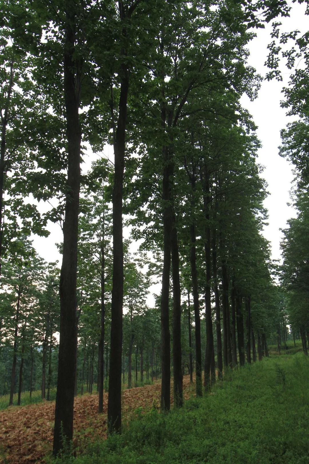 河南发布乡土树种、珍贵树种、固碳能力强树种名录