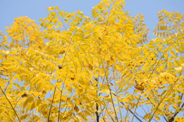 Picturesque Xinyang in Early Winter