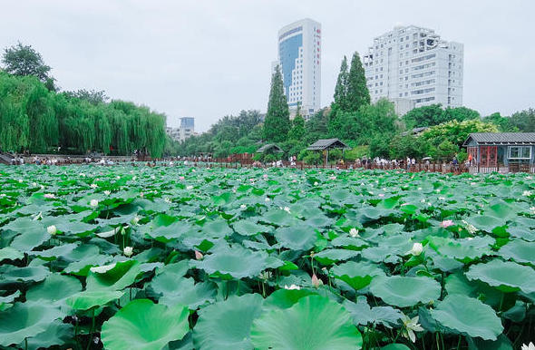Appreciate Lotus Flowers at Zhengzhou Zijingshan Park