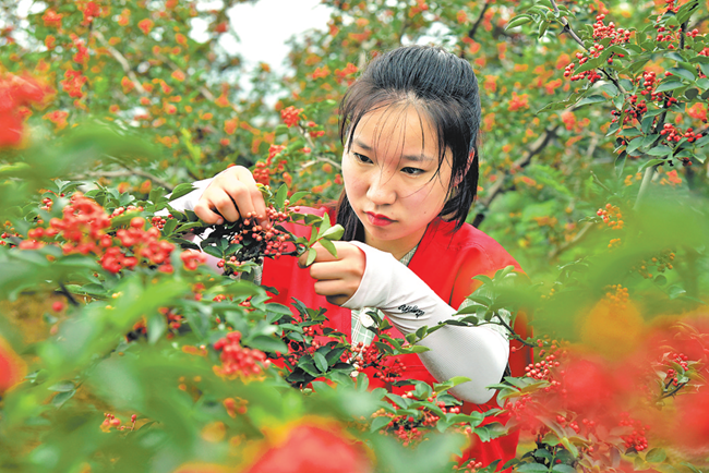 志愿“红”助椒农