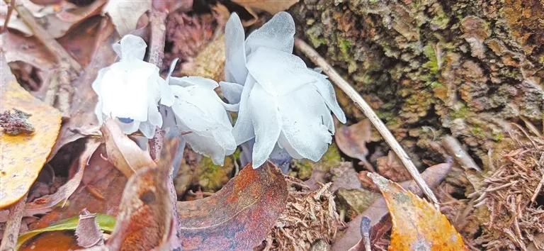 “梦兰花”首现河南 “女神之花”再现黄柏山（共建人与自然和谐共生的美丽河南）