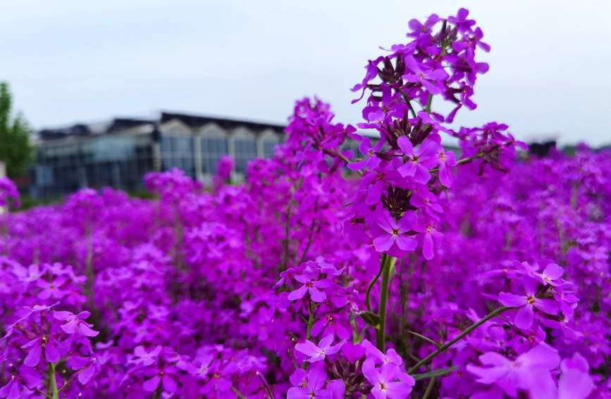 【行走河南·读懂中国】驻马店：百亩紫色油菜花海醉游人