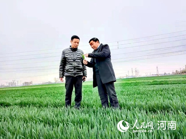 河南：做强小麦“芯片” 助力端稳中国主粮饭碗