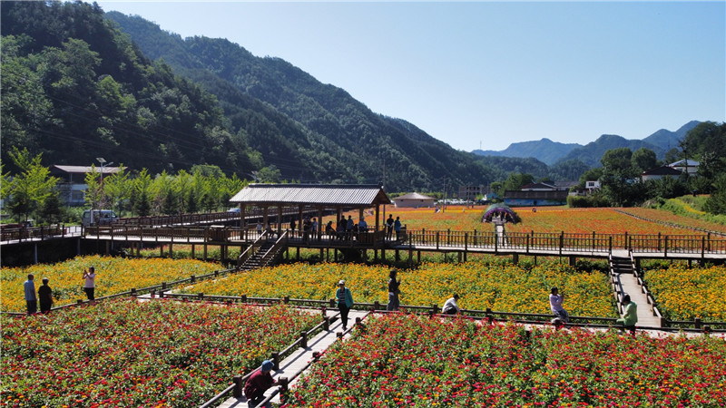 【行走河南·读懂中国】栾川：高山花海正缤纷