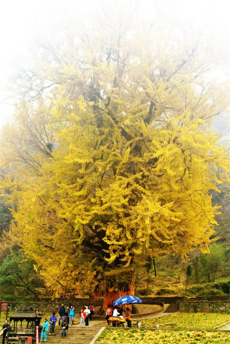 来深秋王屋山赏满山红叶看千年银杏