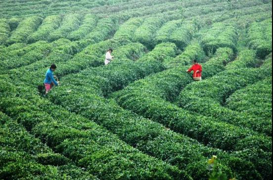 好山好水好光景  ——河南光山的绿色实践