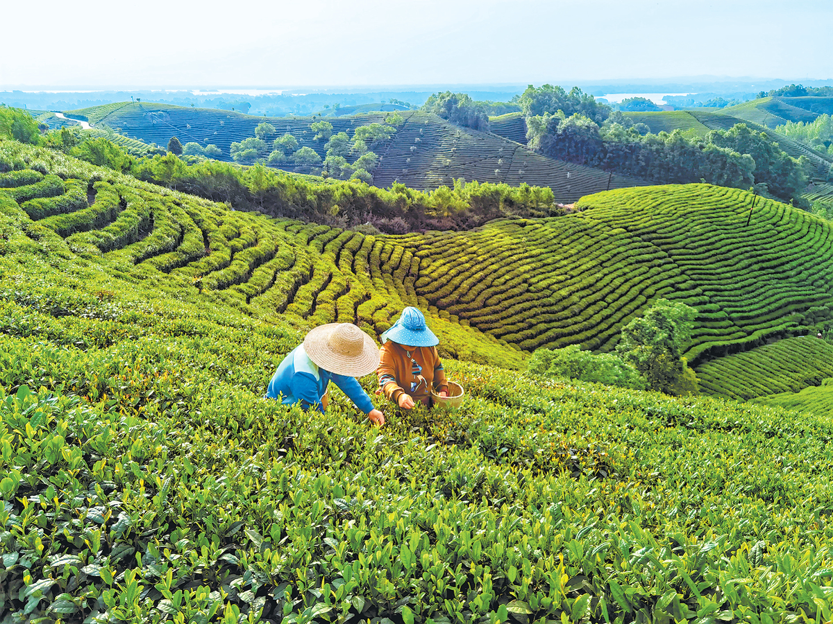 信阳秋茶如何“破圈”