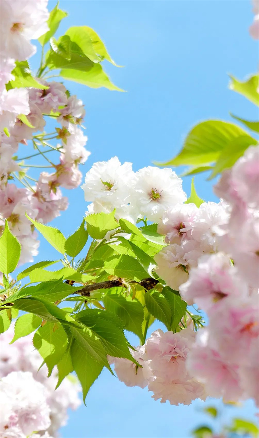 行走河南读懂中国郑州绿博园内春日美好