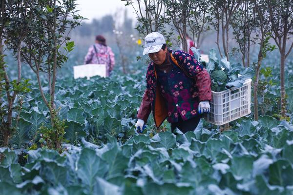 Broccoli Harvested in Guangshan