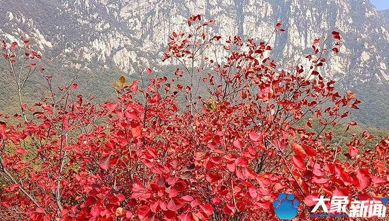 【行走河南·读懂中国】<br>嵩山：漫山红叶正当时 屏赏万里醉人秋色
