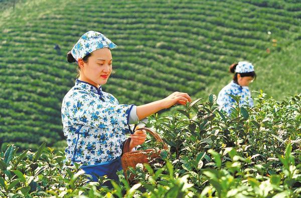 Spring Tea Harvest in Full Swing