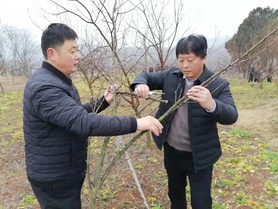 淅川：人勤不负好时光 果树管理正当时