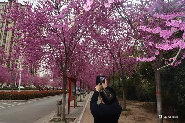 汝州市第三届紫荆花旅游文化节开幕