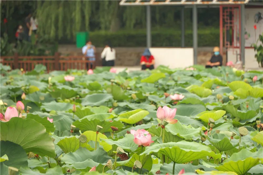 【行走河南·读懂中国】别错过这一抹荷塘秋色