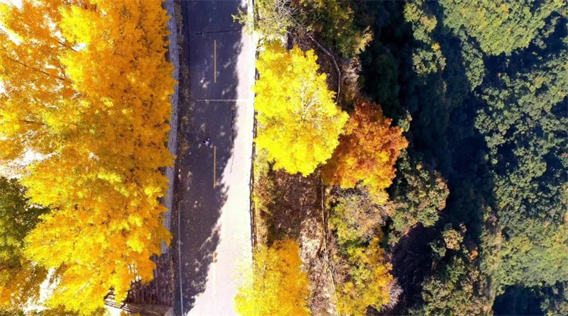 【行走河南·读懂中国】来自秋日石板岩的一封信：树树皆秋色 山山唯落晖