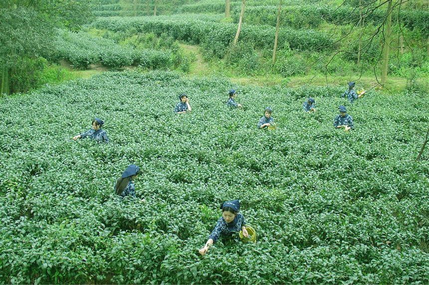 何以中国茶