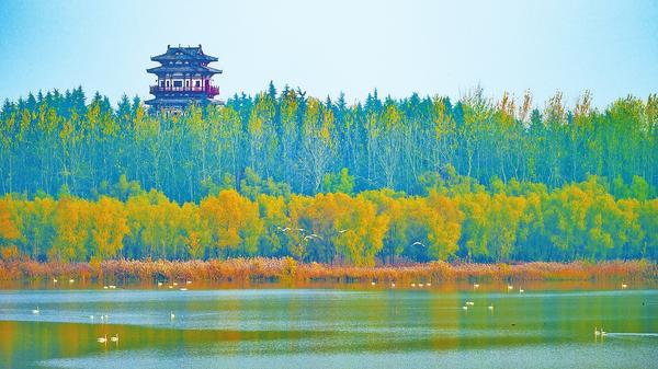 Whooper Swans in Sanmenxia