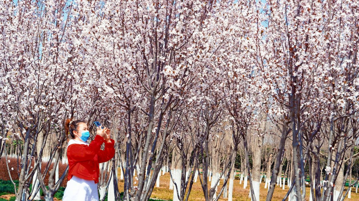 汝州春季旅游文化节系列活动攻略