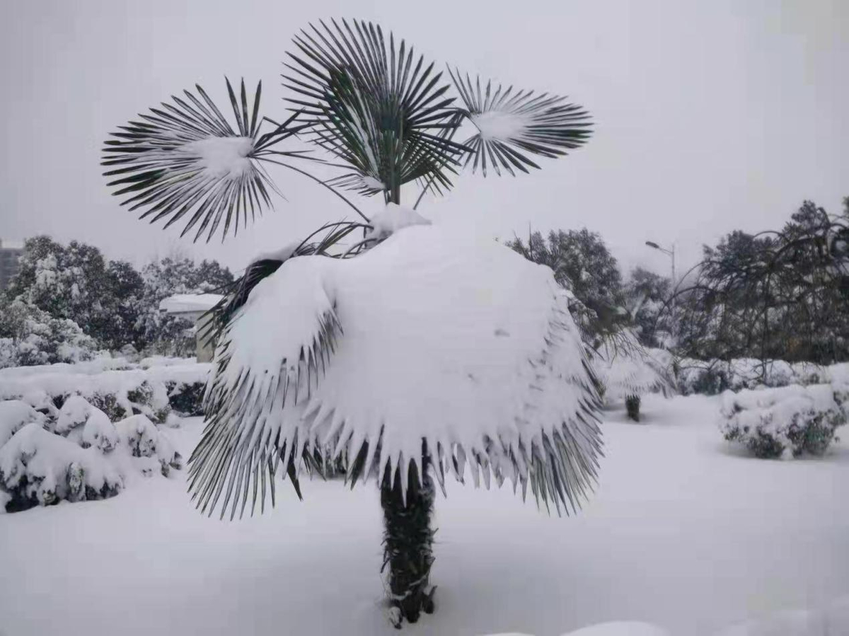 校园雪景