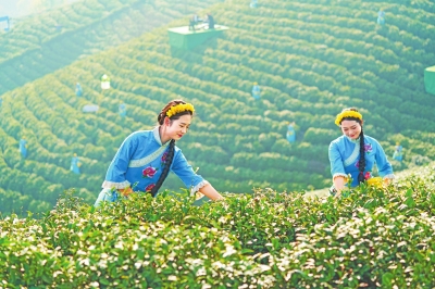 行走河南·读懂中国丨年轻态 文化范 新茶节 新信阳