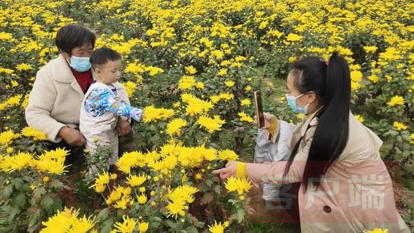 相约爱菊|宁陵县第二届菊花节开幕