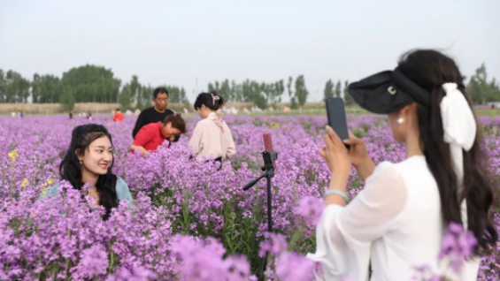 焦作首届紫色油菜花节举办