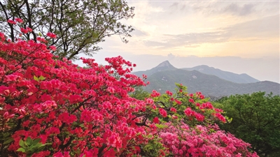 行走河南·读懂中国丨桐柏:万亩映山红扮靓淮河源头 行走河南·读懂中国丨桐柏:万亩映山红扮靓淮河源头