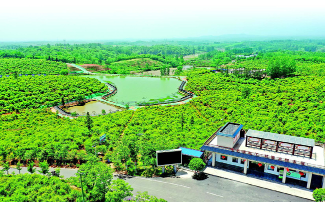 小油茶成了乡村振兴大产业