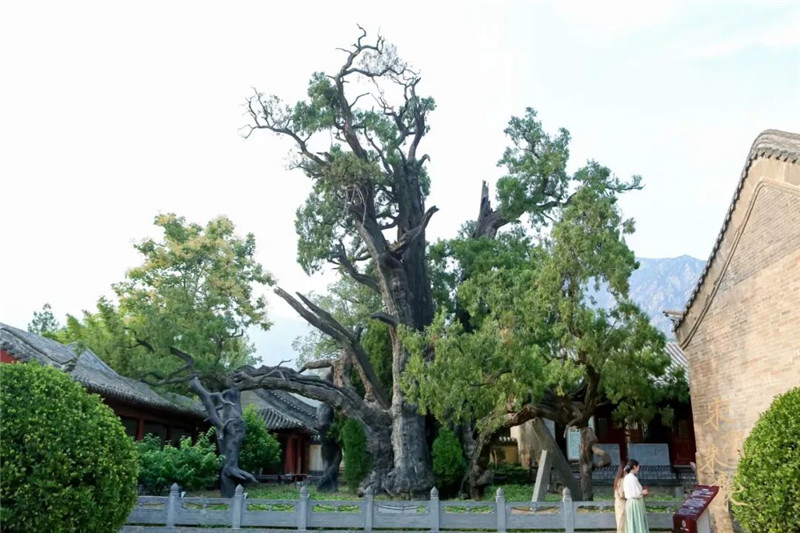 “二十四节气·行走茶会”走进登封