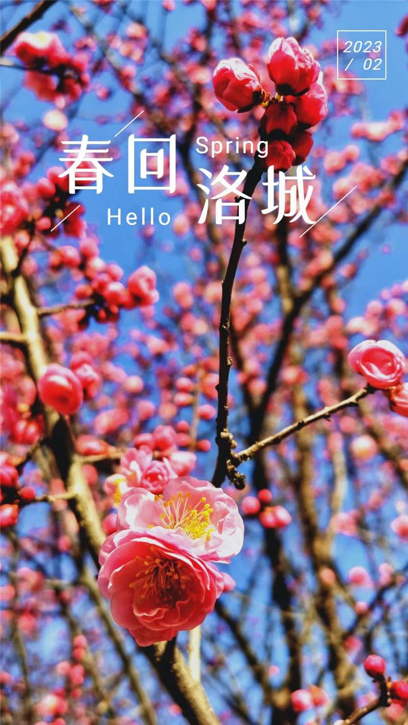 行走河南·读懂中国 | 洛阳：又到一年赏花时 洛城花事地图出炉