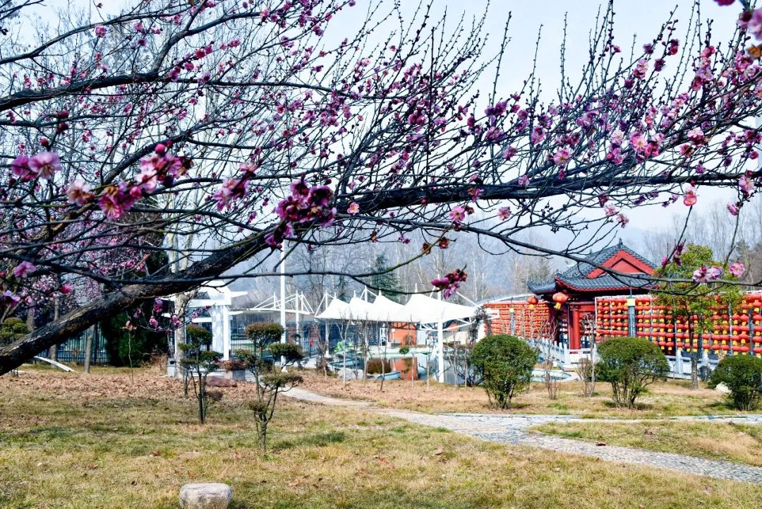 行走河南·读懂中国丨不负春约 来鸡冠洞探春寻花赏溶洞