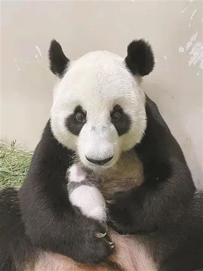 中国绿色时报
