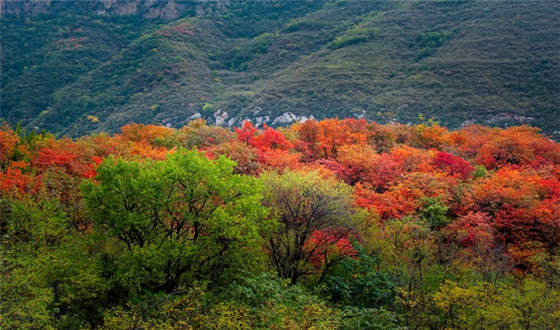 汝州大峪镇层林浸染万山红遍