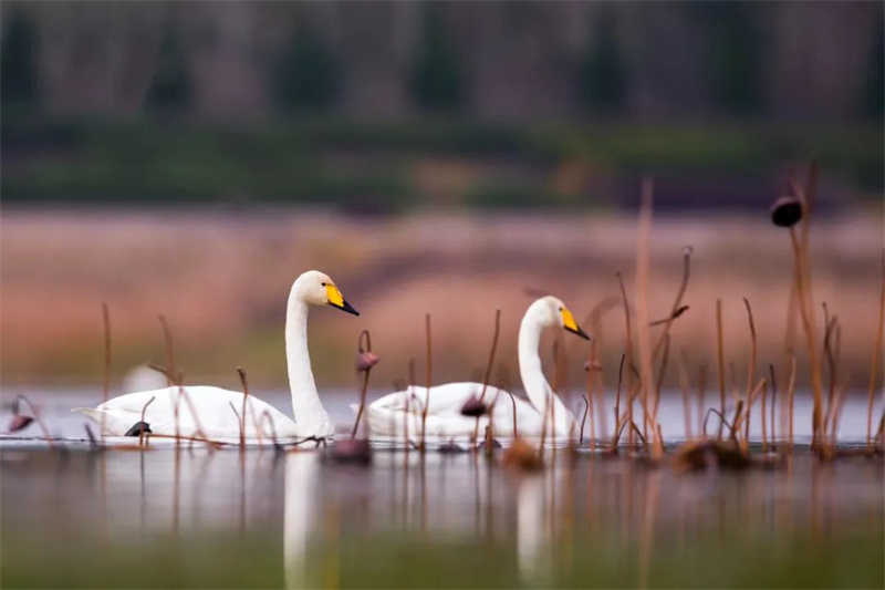 上万只白天鹅飞抵黄河湿地 三门峡进入“白天鹅时间”