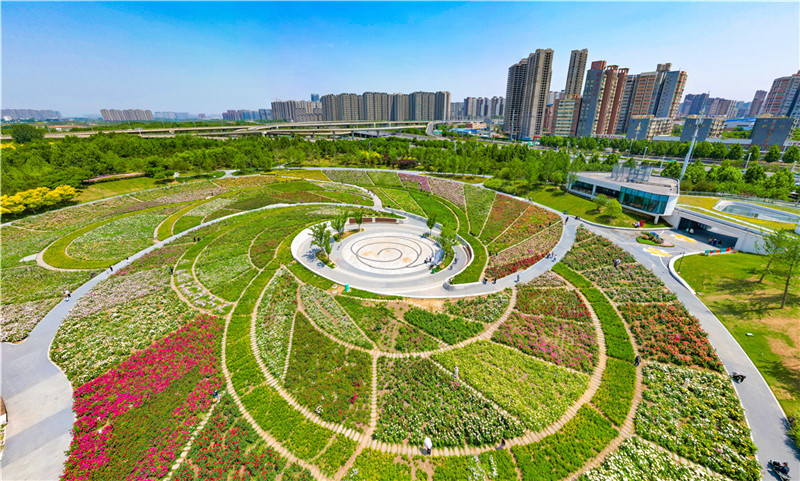 鄭州西流湖公園月季花海怒放