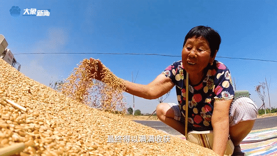 听，风吹麦浪！看，中原大地颗粒归仓！