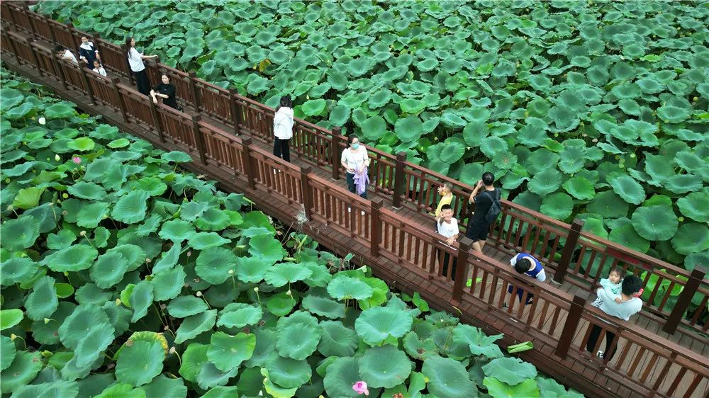 【行走河南·读懂中国】别错过这一抹荷塘秋色