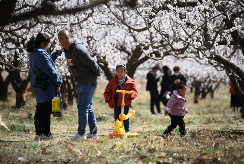 渑池第十六届杏花文化旅游节开幕
