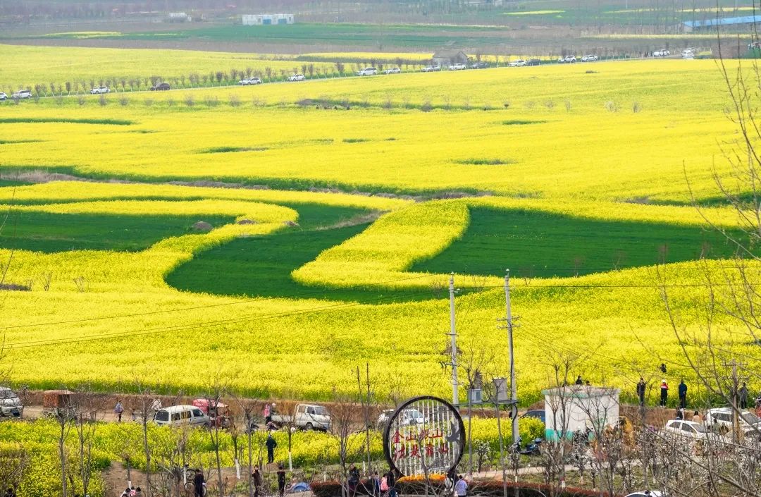 行走河南·读懂中国丨许昌：花海打卡季之诗画古县采摘游