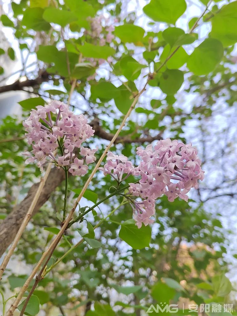 行走河南·读懂中国丨安阳：春色正浓 美景醉人