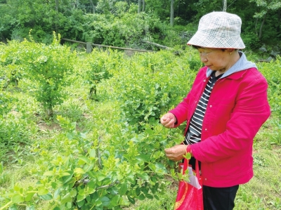 行走河南·读懂中国丨新密：用一朵花撬动乡村文旅大市场