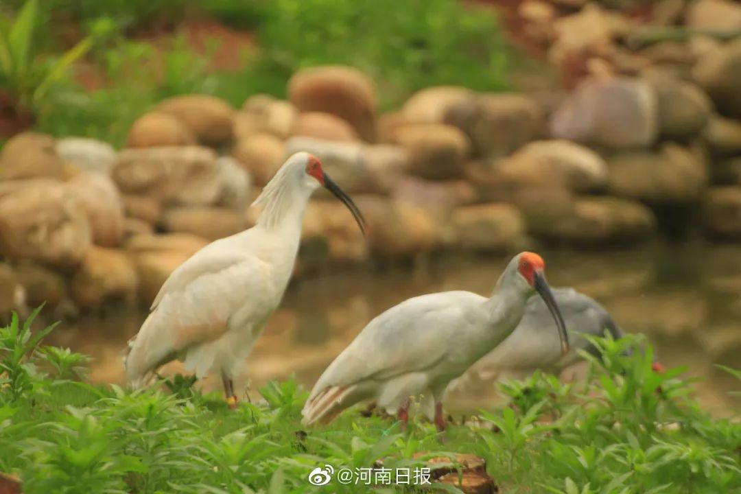 十年河南新增40余种动物