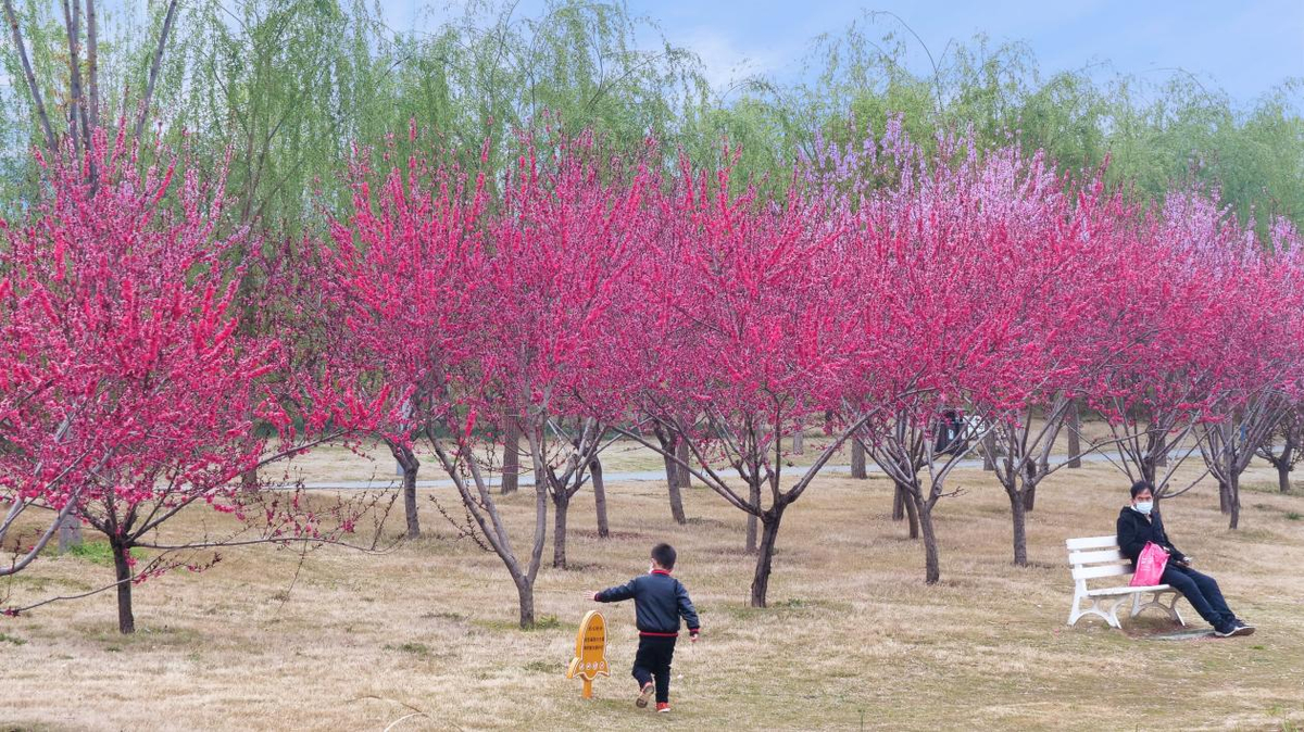 汝州春季旅游文化节系列活动攻略