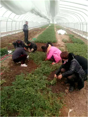 【蔬菜】邓州市众哈哈农作物种植专业合作社：“众哈哈”带领群众乐哈哈