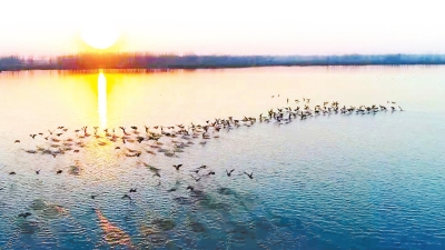 民权：8万余只鸟儿在黄河故道湿地安家