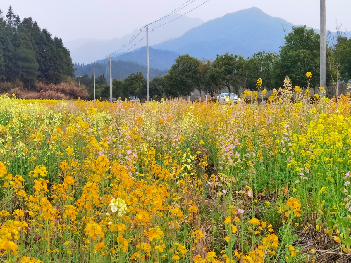 踏青赏花、二刷博物馆、打卡寺庙成年轻人春游三“宠”